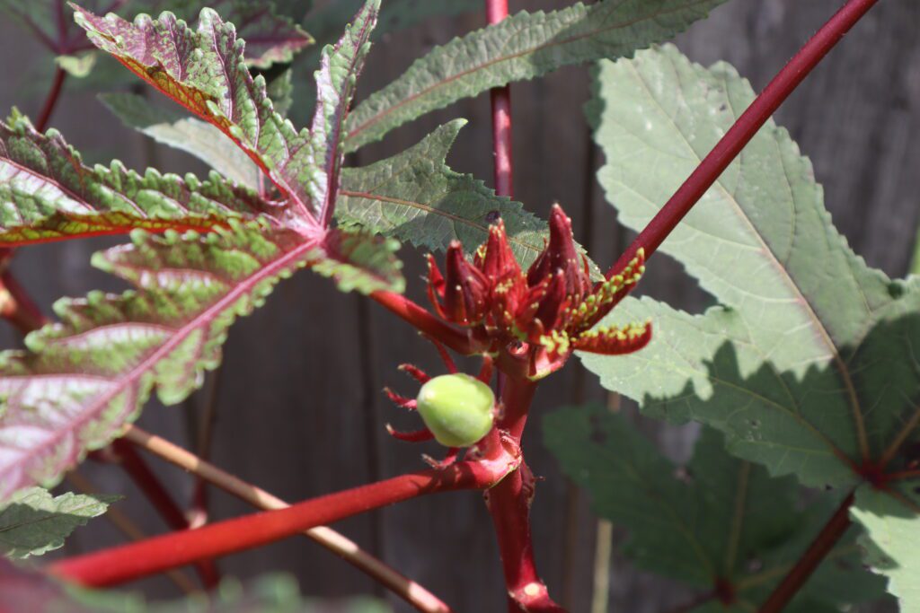 Okra, Jing Orange