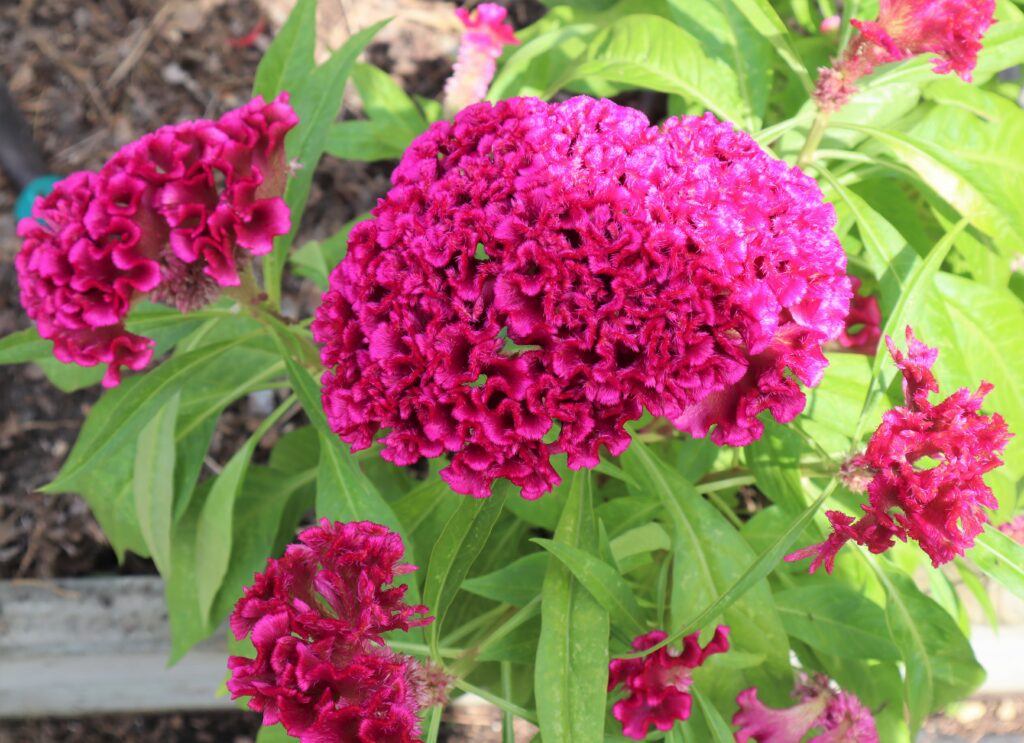 Red Cockscomb