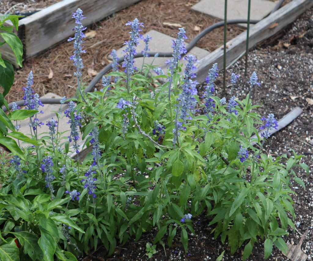 Victoria Salvia