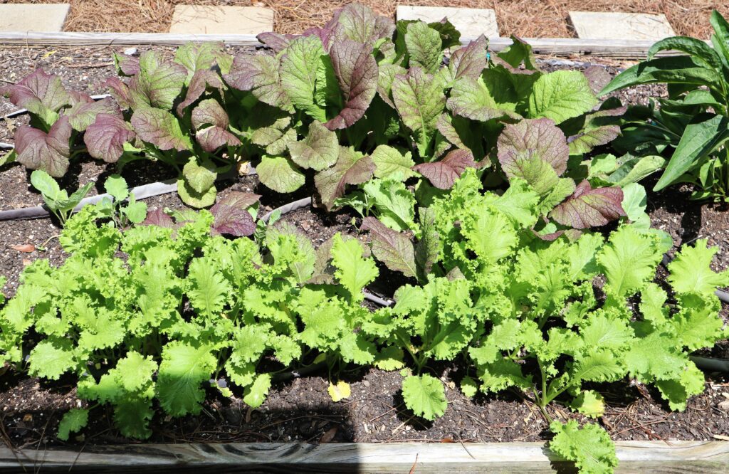 Mustard Greens, Japanese Giant Red and Green Wave