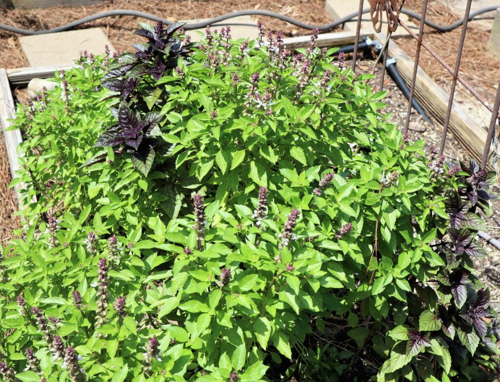 Thai Basil