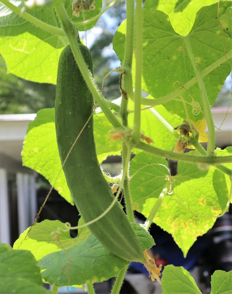 Cucumber, Tokiwa Tokyo Green