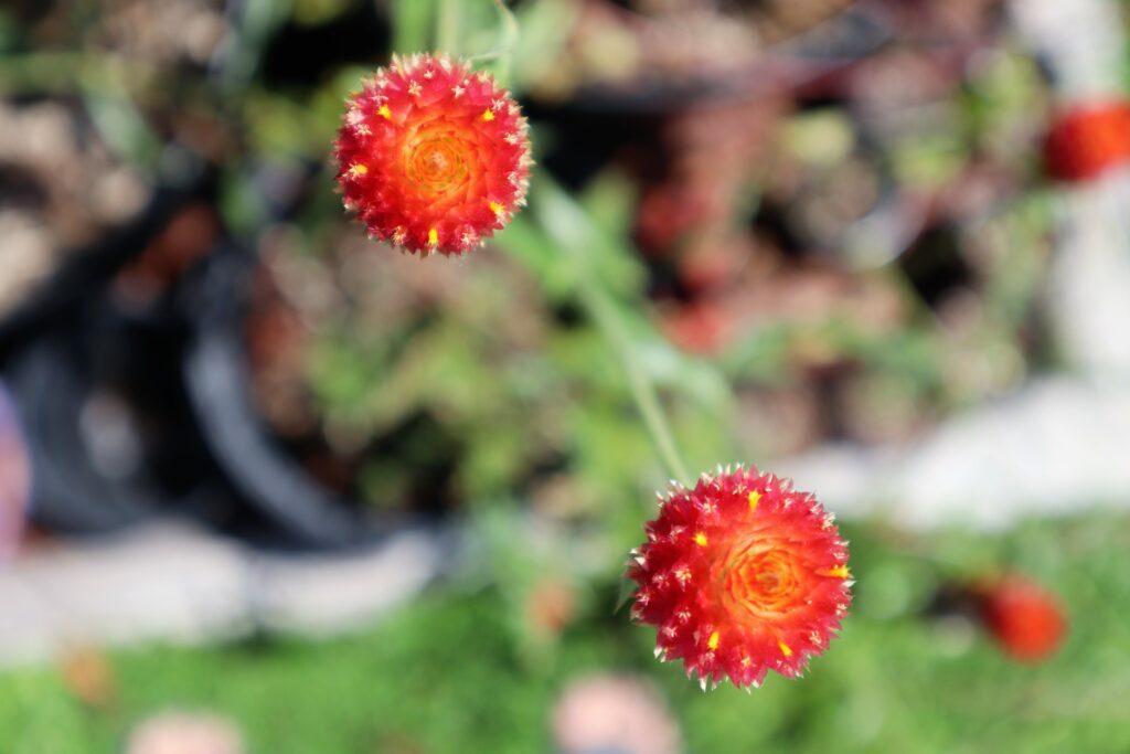 Strawberry Fields Gomphrena