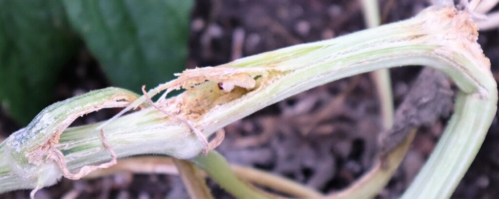 Squash Vine Borer