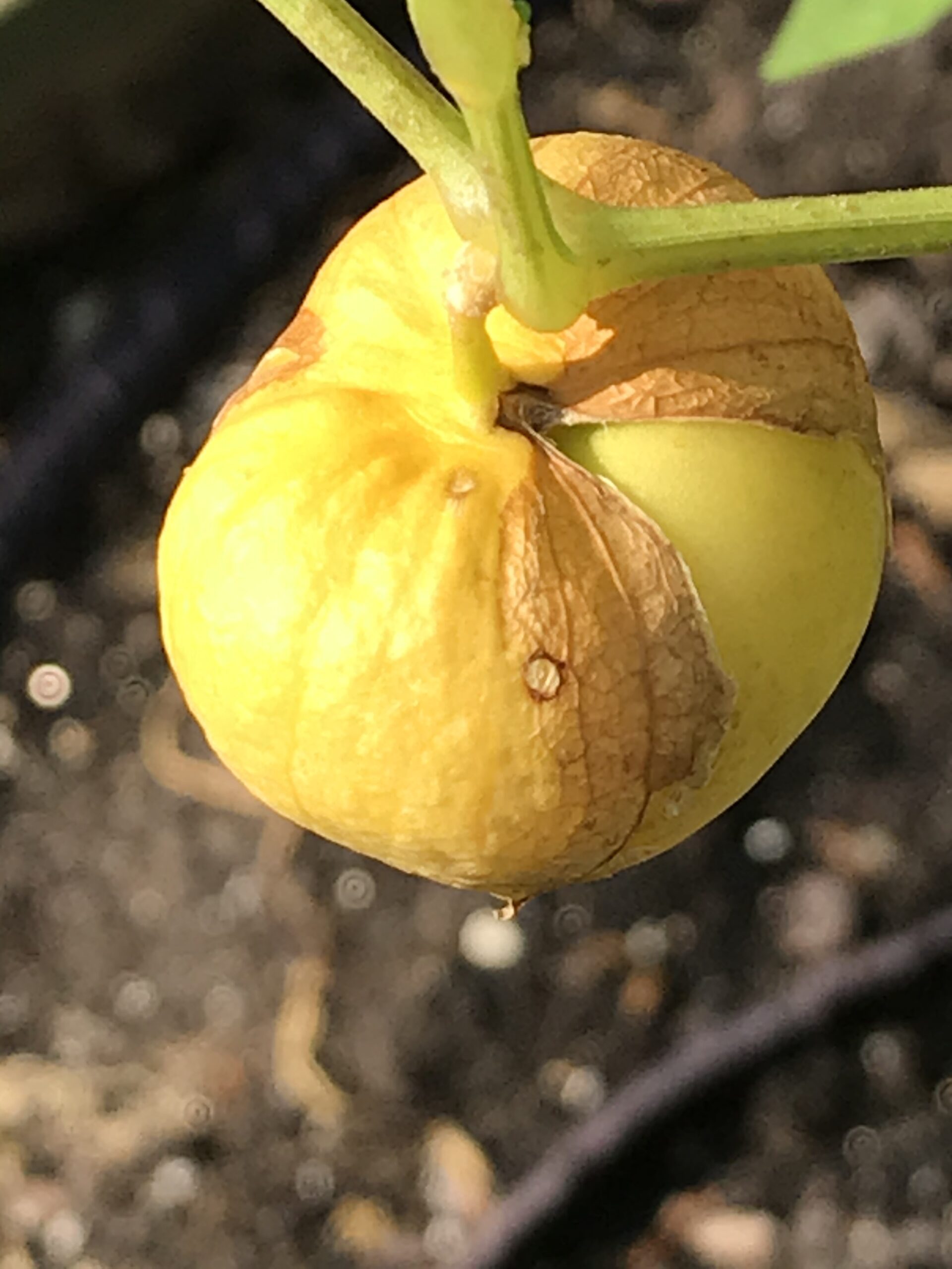 Amyrilla Tomatillo from Garden