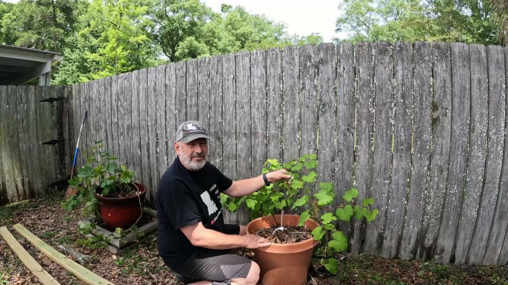 Positioning the Grape Vines