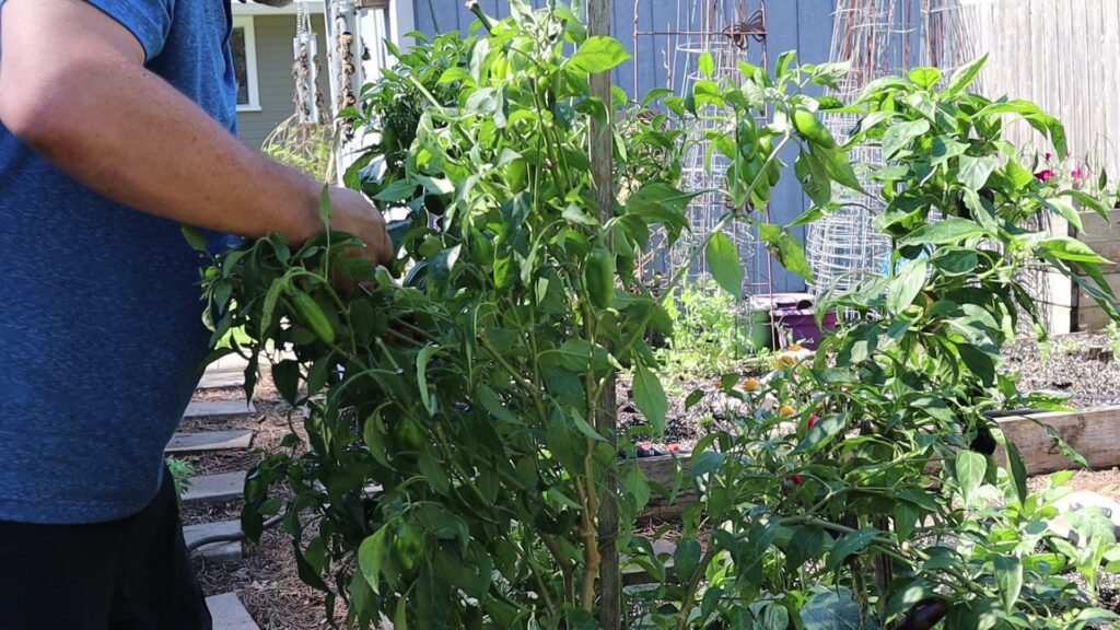 Harvesting Jalapenos