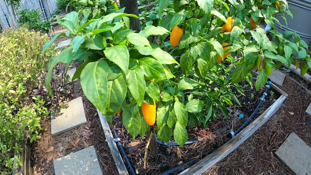Harvesting Orange Spice 
Jalapenos