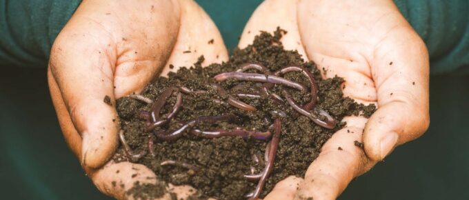 Earthworms