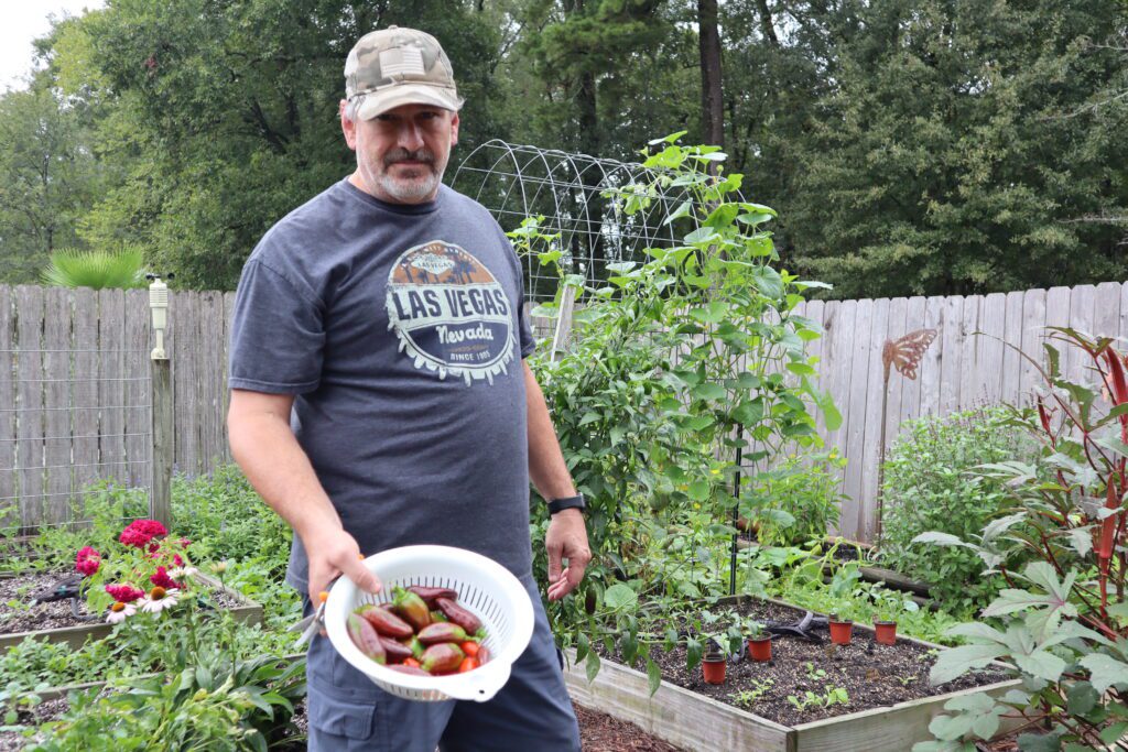 Pepper Harvest