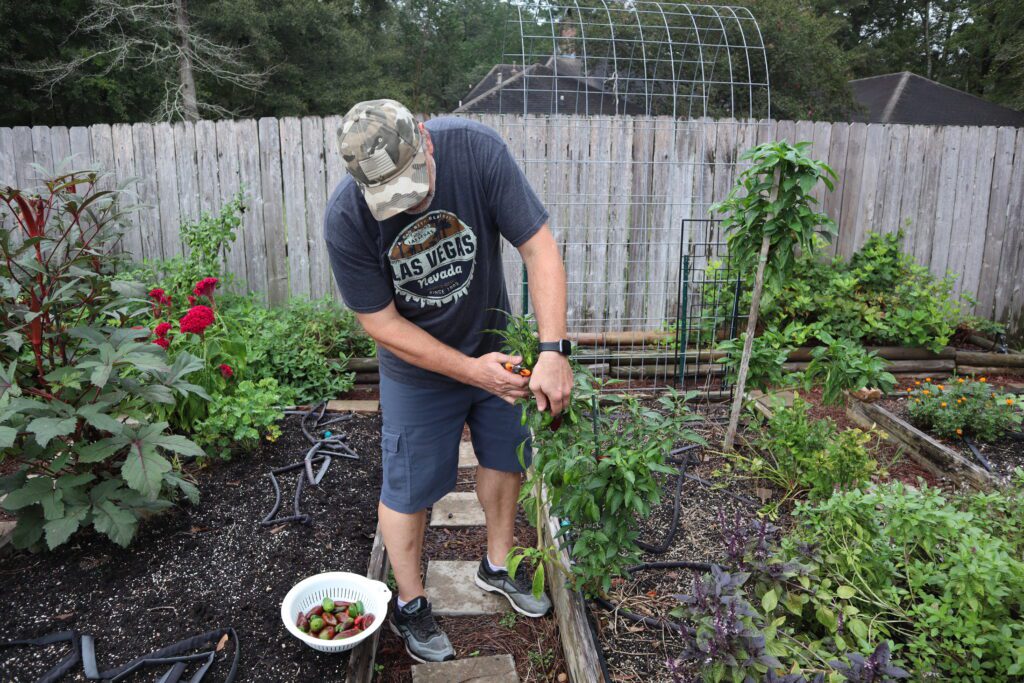 Pepper Harvest