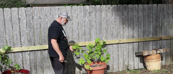 Grape Espalier