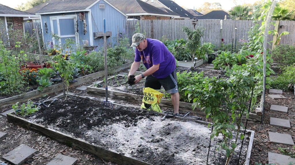 Amending Garden with Cow Manure