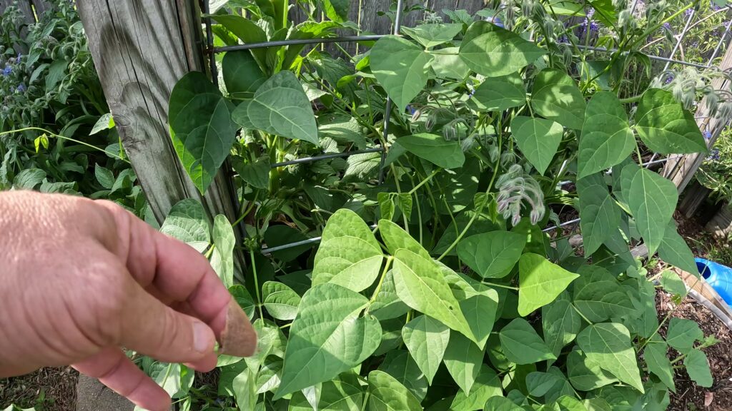 Beans, Alabama Black-eyed Butter