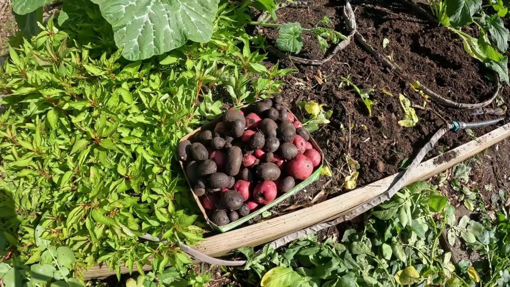 Harvesting Potatoes