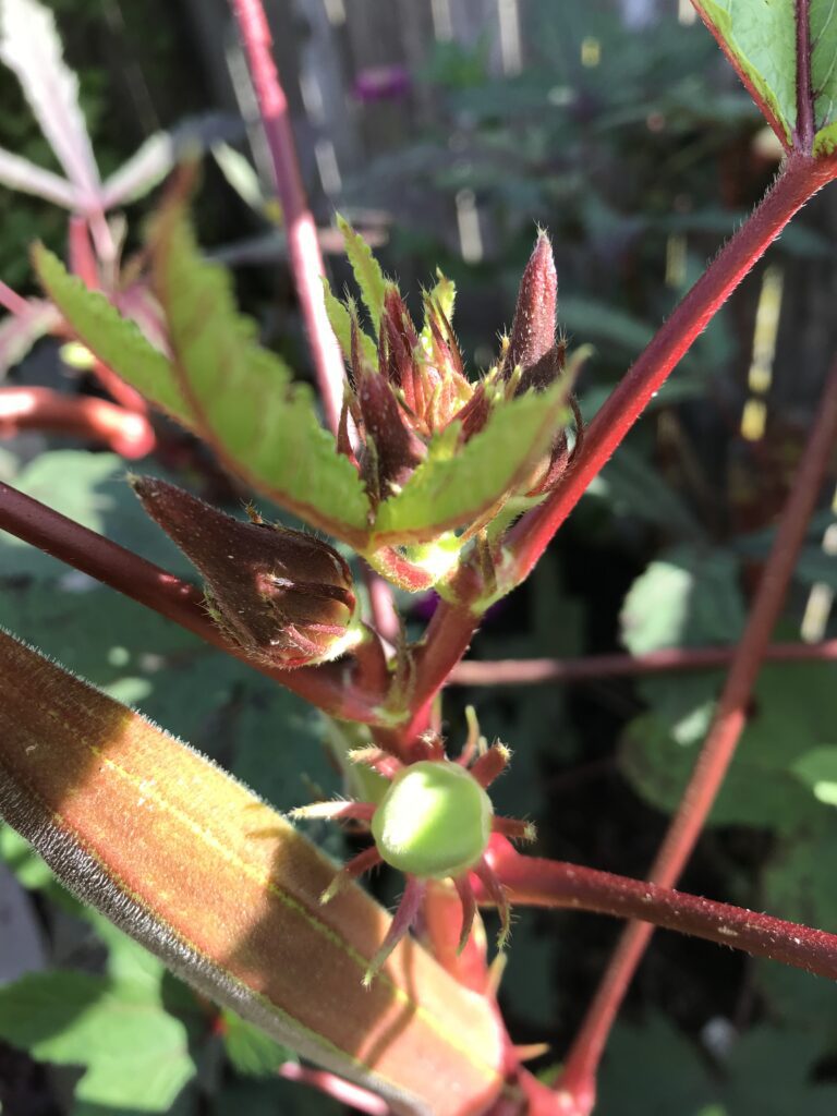 Okra, Jing Orange