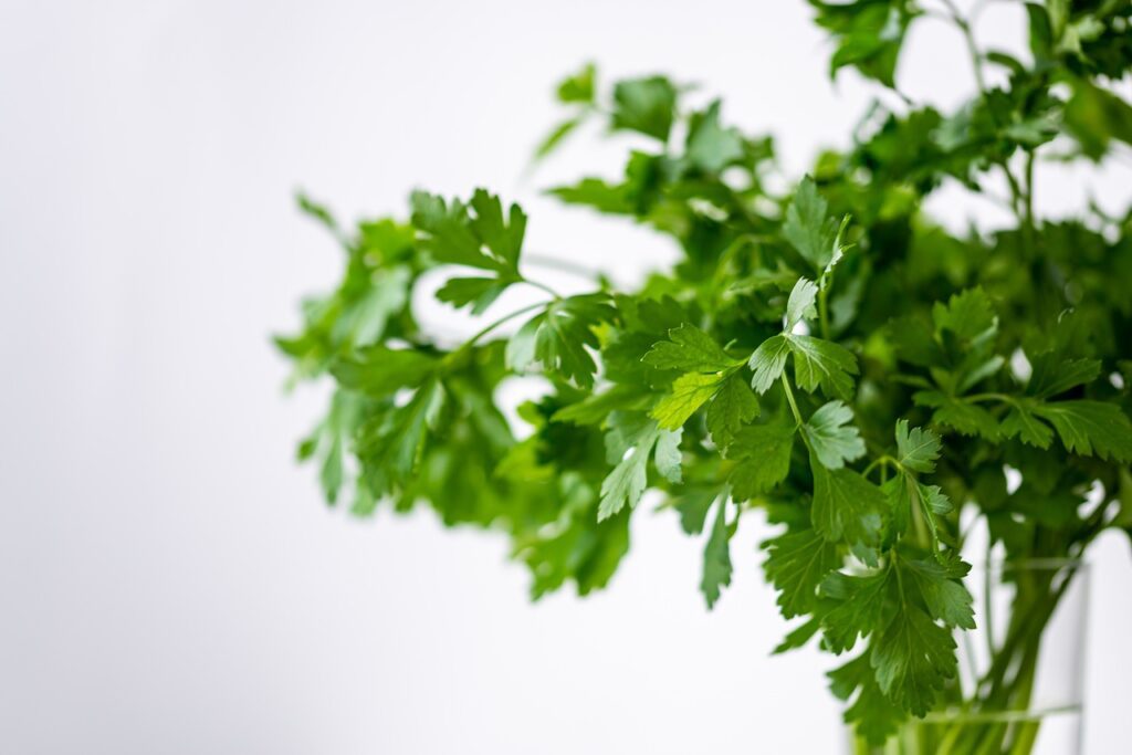 Fresh Cilantro