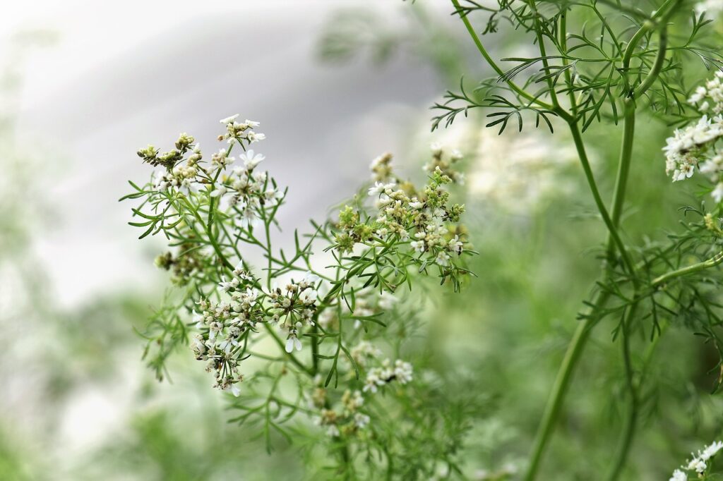 Cilantro Going to Seed