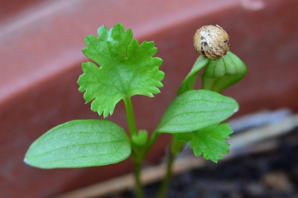 Cilantro Seedling