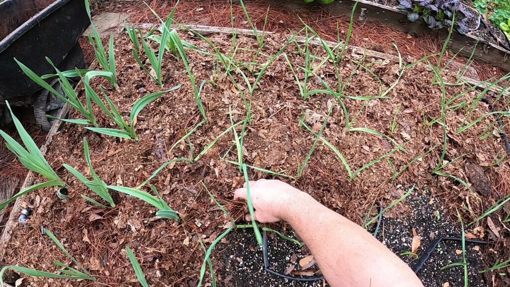 Leaf Mulching Garlic