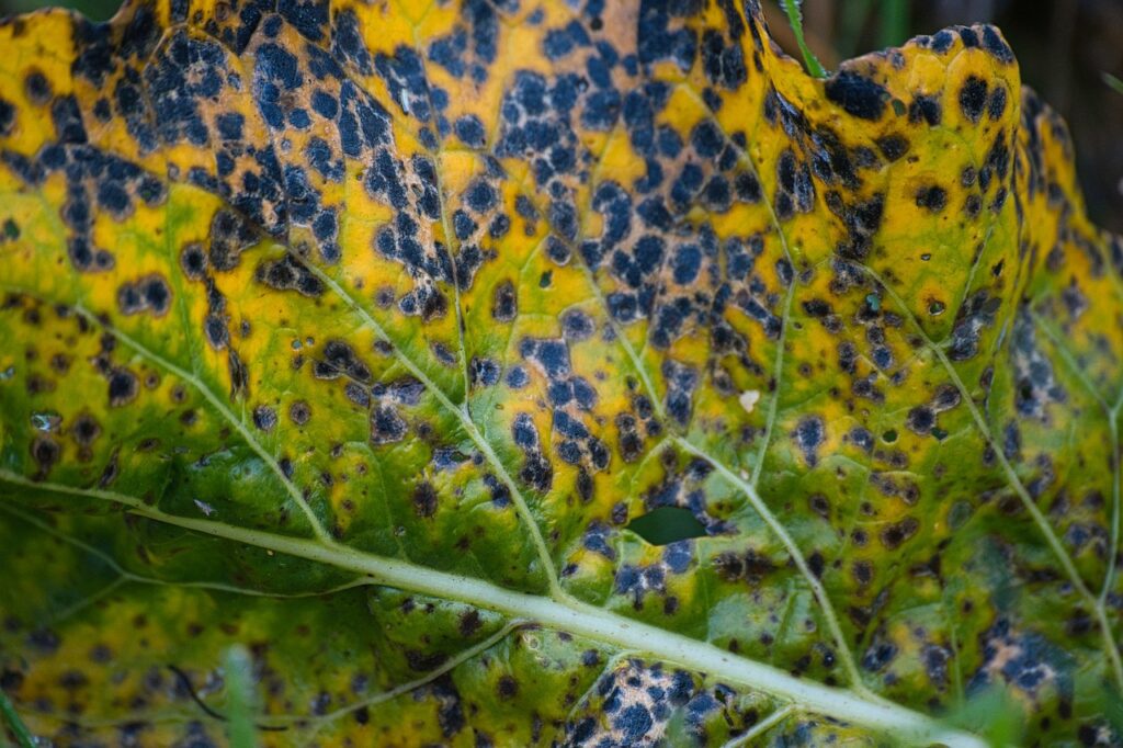 Bacterial Leaf Spot Disease