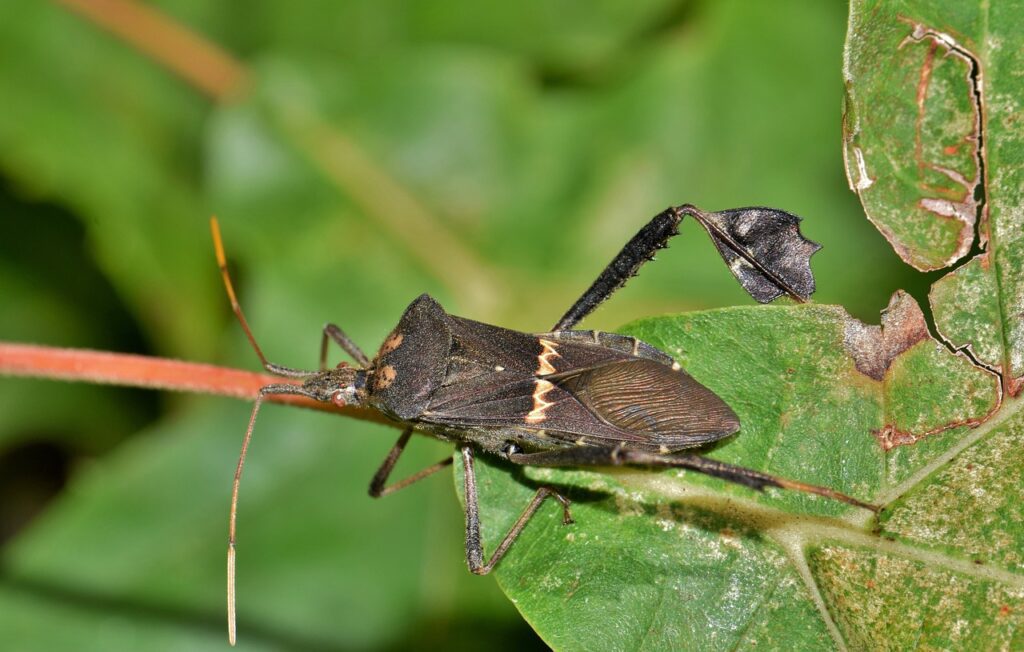 Leaf-footed Bug