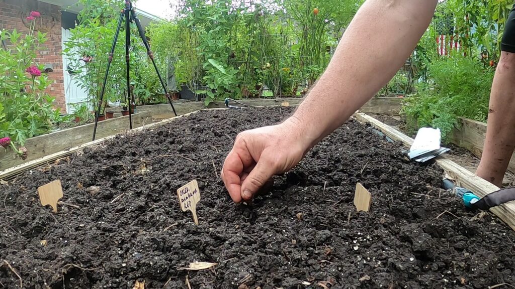 Sowing Okra, Alabama Red