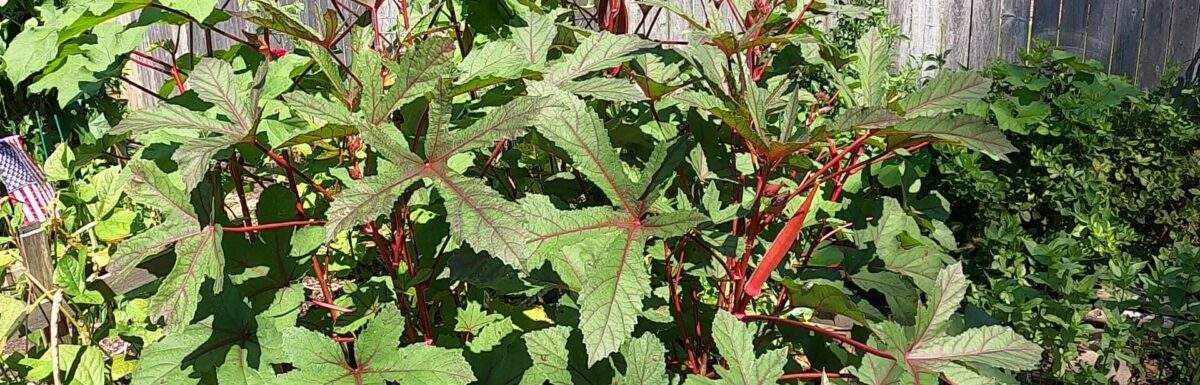 Okra, Jing Orange