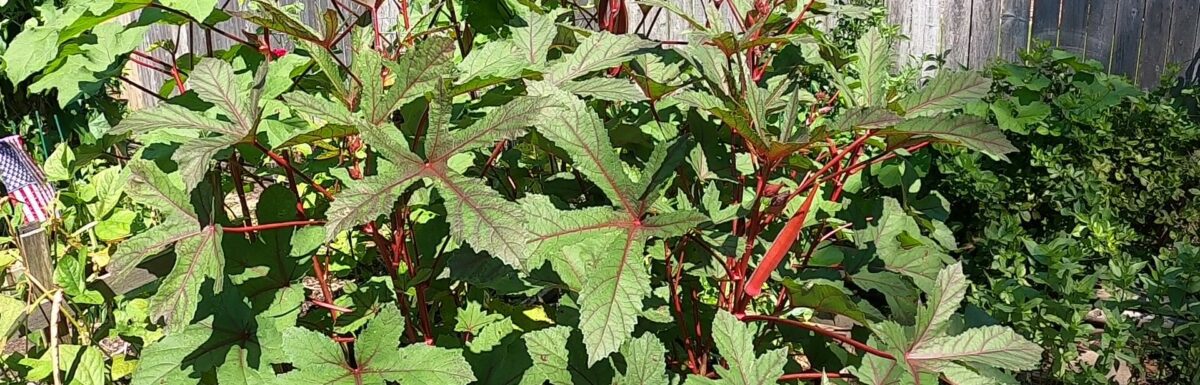 Okra, Jing Orange