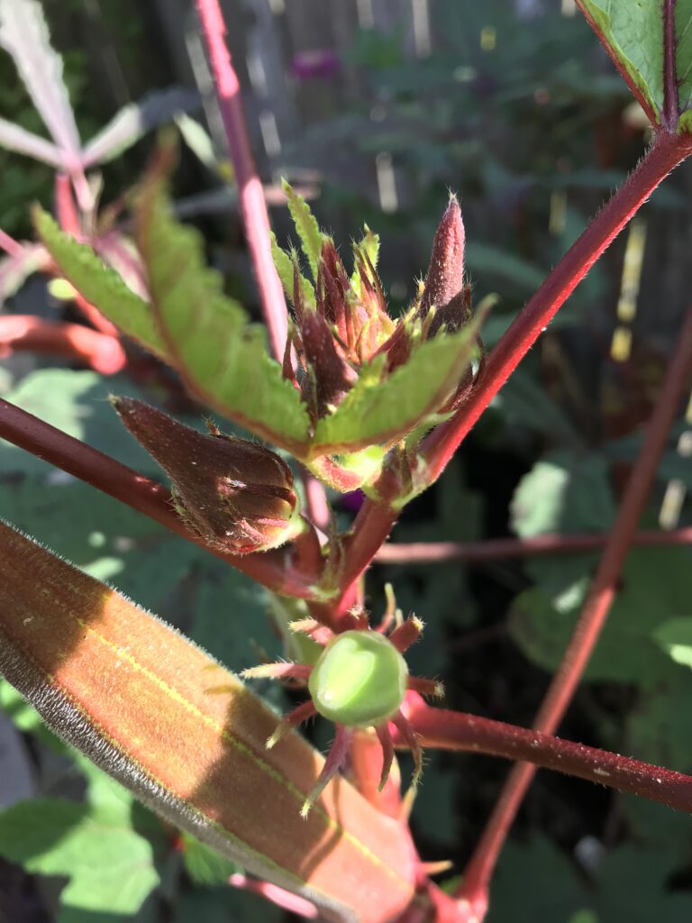 Okra, Jing Orange