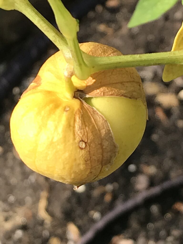 Ripe Tomatillo in Garden