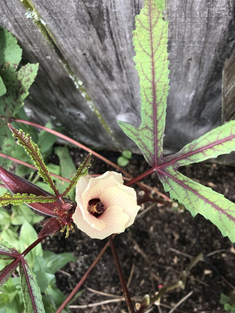 Okra, Jing Orange