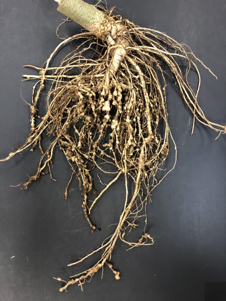 Root Knot Nematode - Root Gall Damage