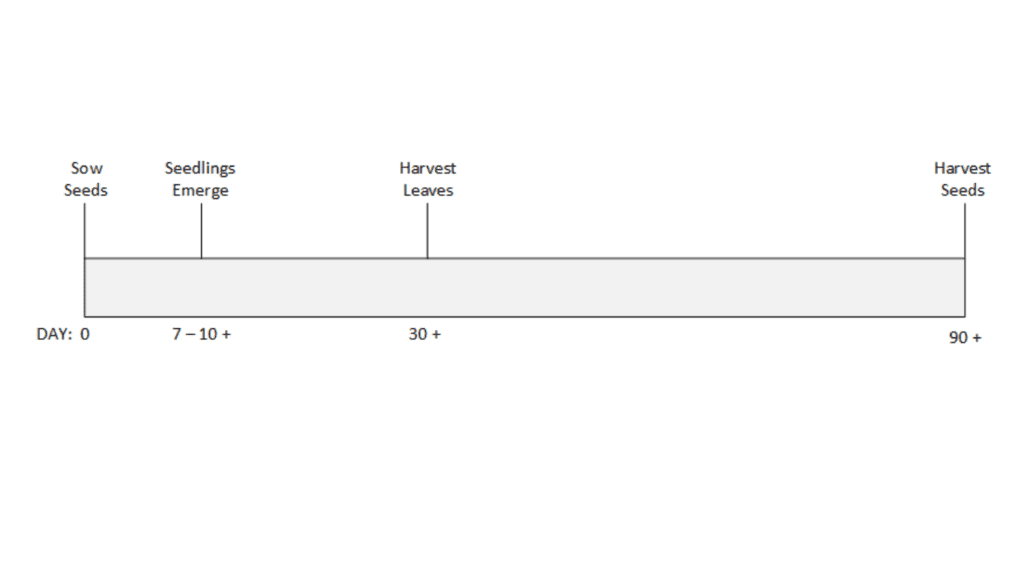 Cilantro Plant - Life Cycle Timing