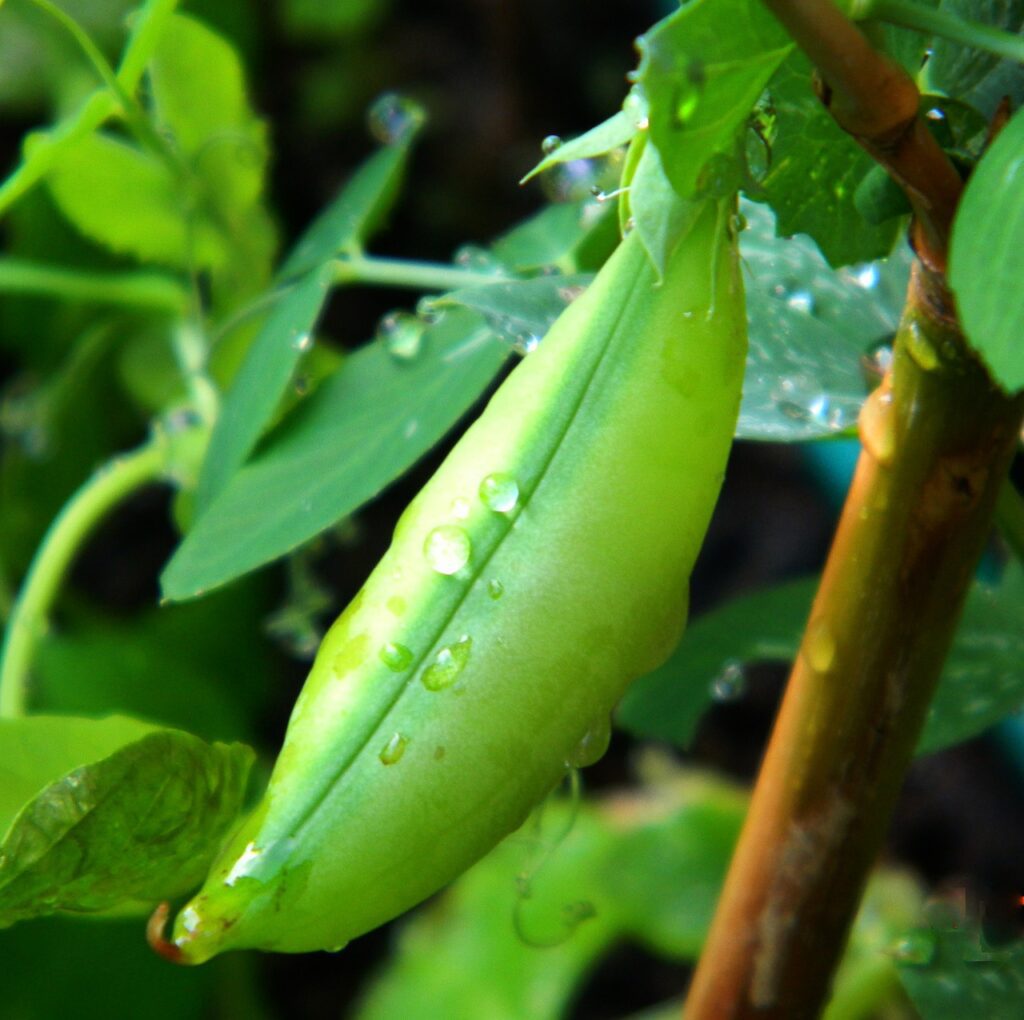 Nitrogen Fixing Pea Plant