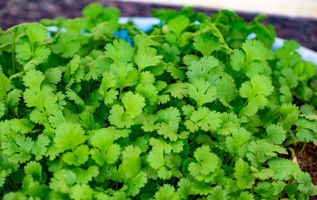 Cilantro, Leaf