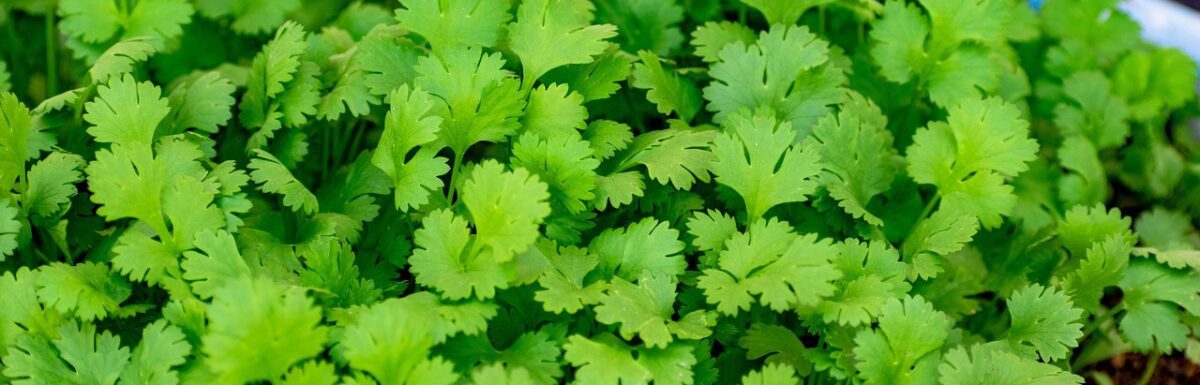 Cilantro, Leaf