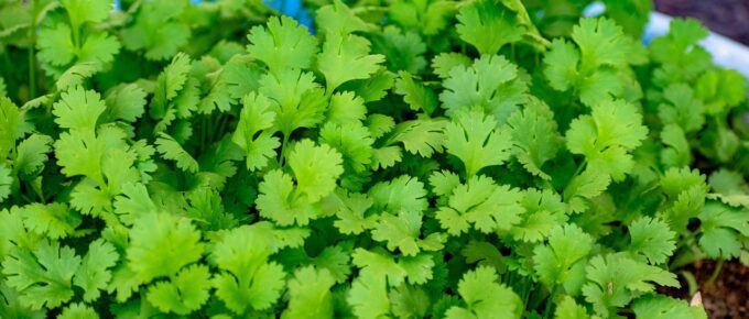 Cilantro, Leaf