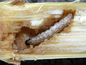 European Corn Borer