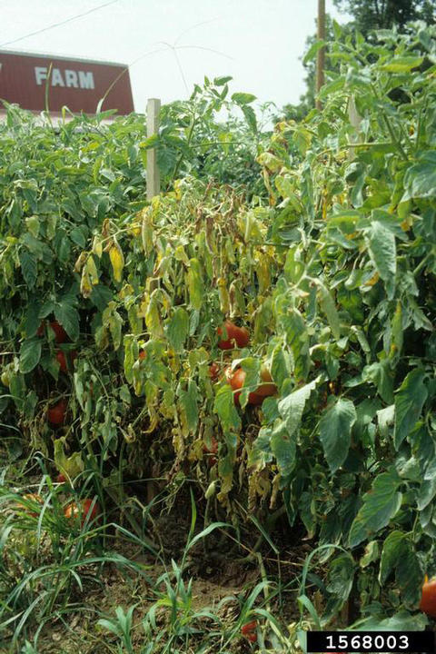 Fusarium Wilt on Tomato Plants