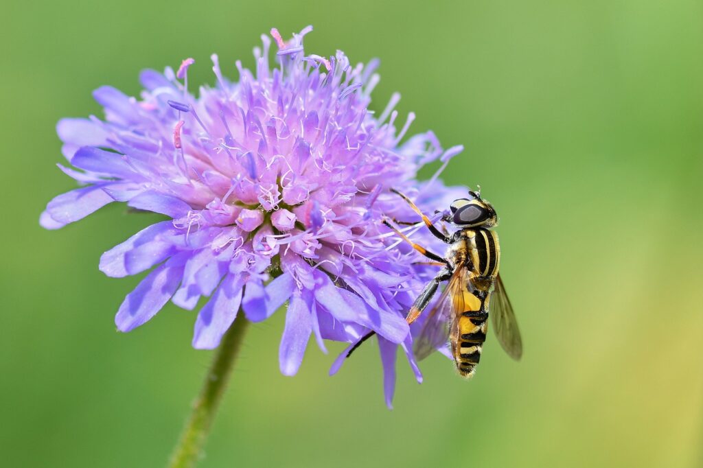 Hoverfly