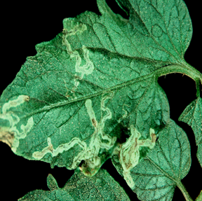 European Leafminer