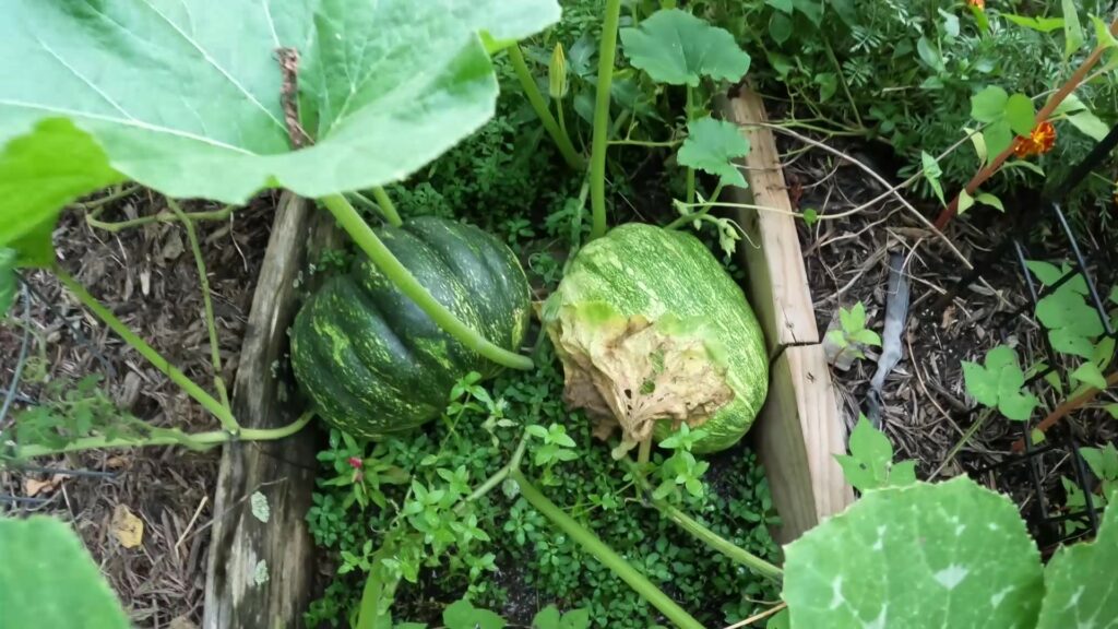 Couple of Pumpkins to be Harvested
