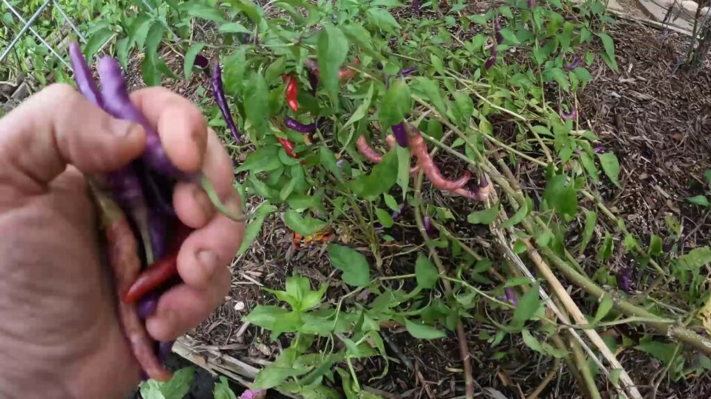 Picking Buena Mulata Peppers