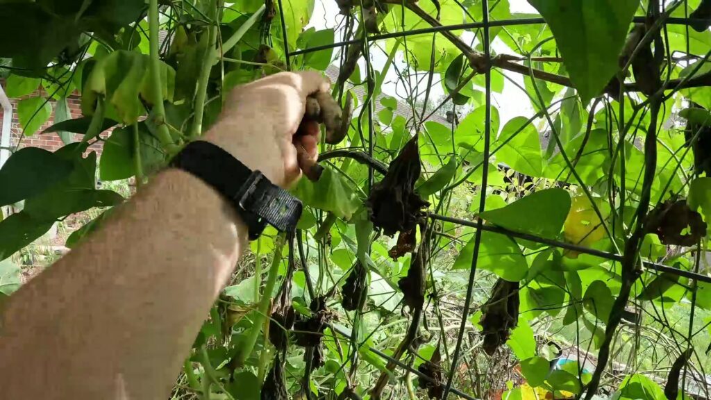 Picking Alabama Black-eyed Butter Beans