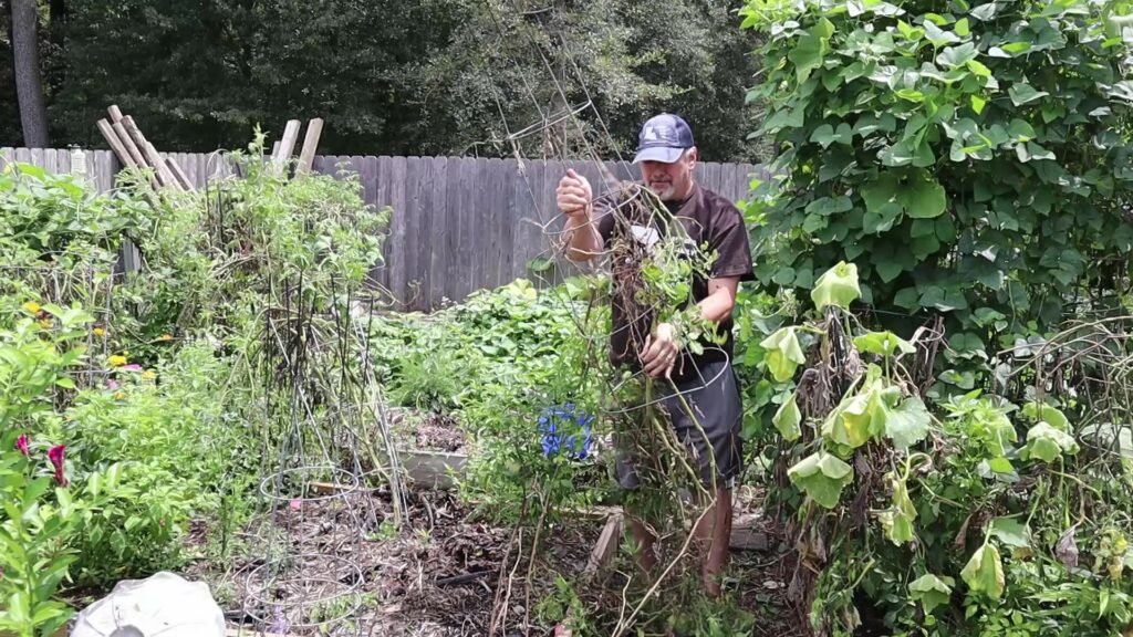 Pulling Tomatoes