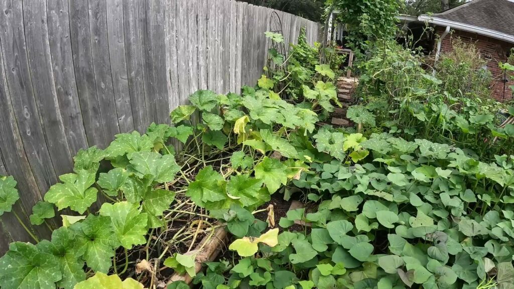 Squash, Watermelon, and Gourds Everywhere