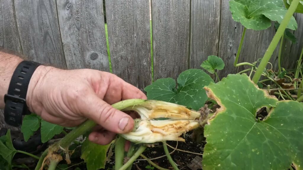 Squash Vine Borer