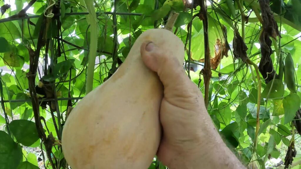 Picking Butternut Squash