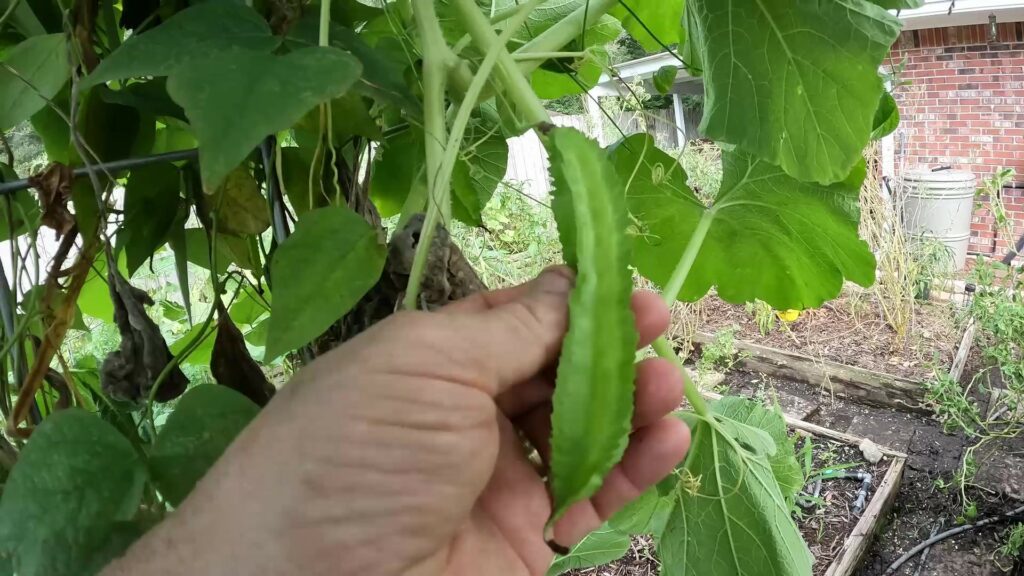 Picking Urizun Japanese Winged Beans